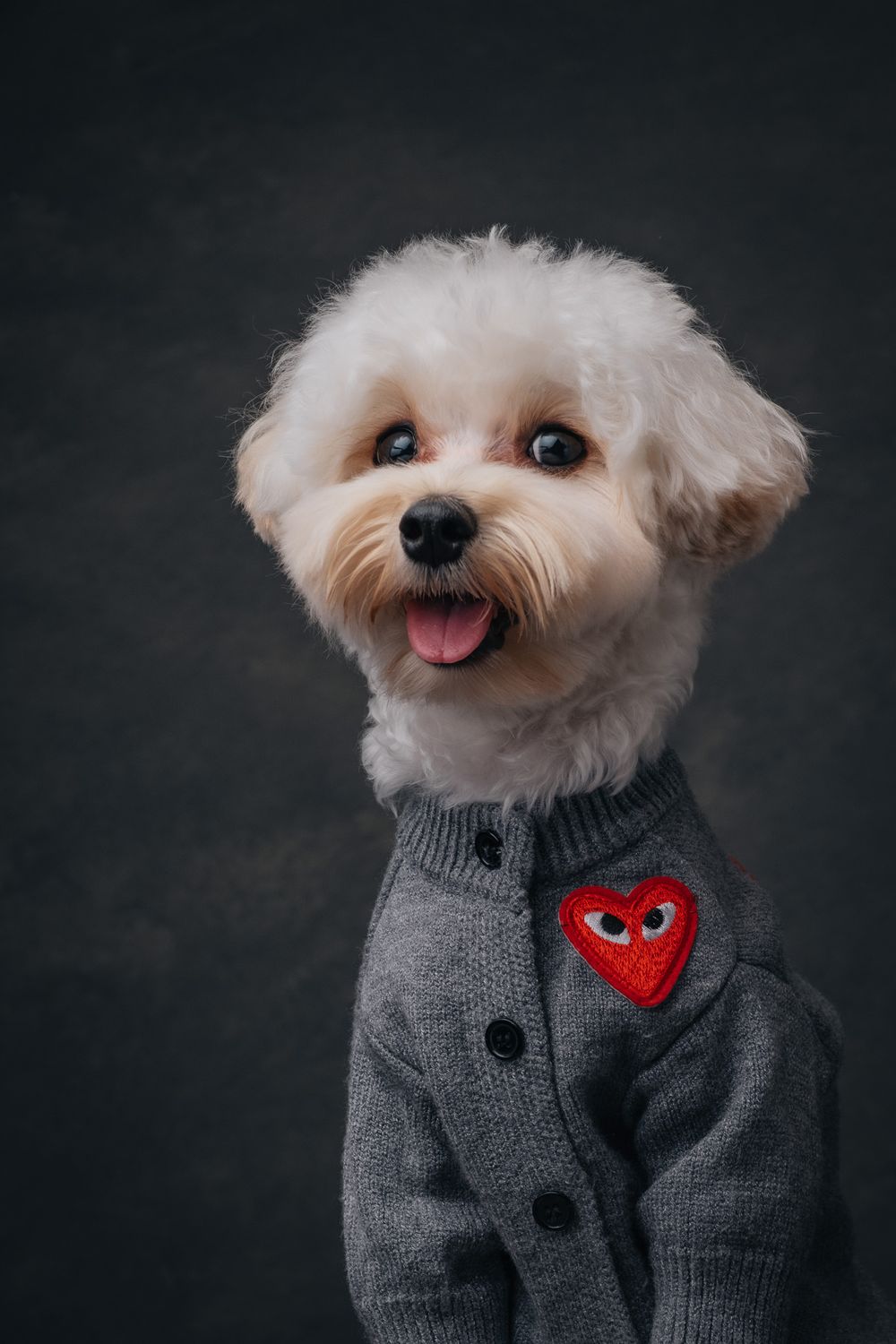 Dogs portrait by Furtographed