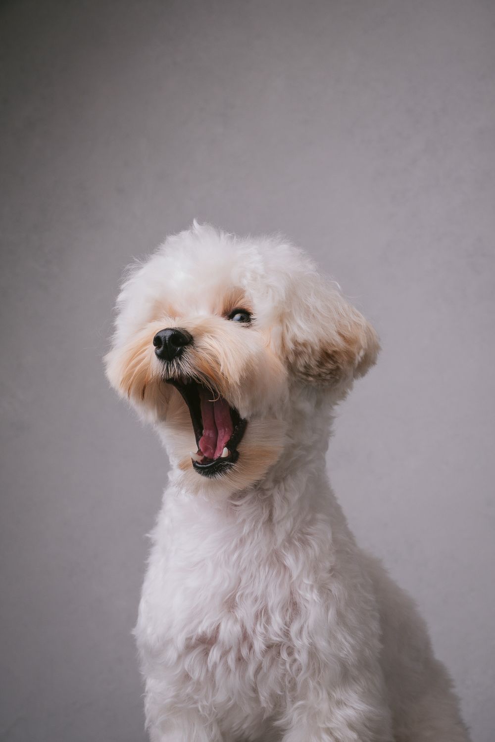 Dogs portrait by Furtographed