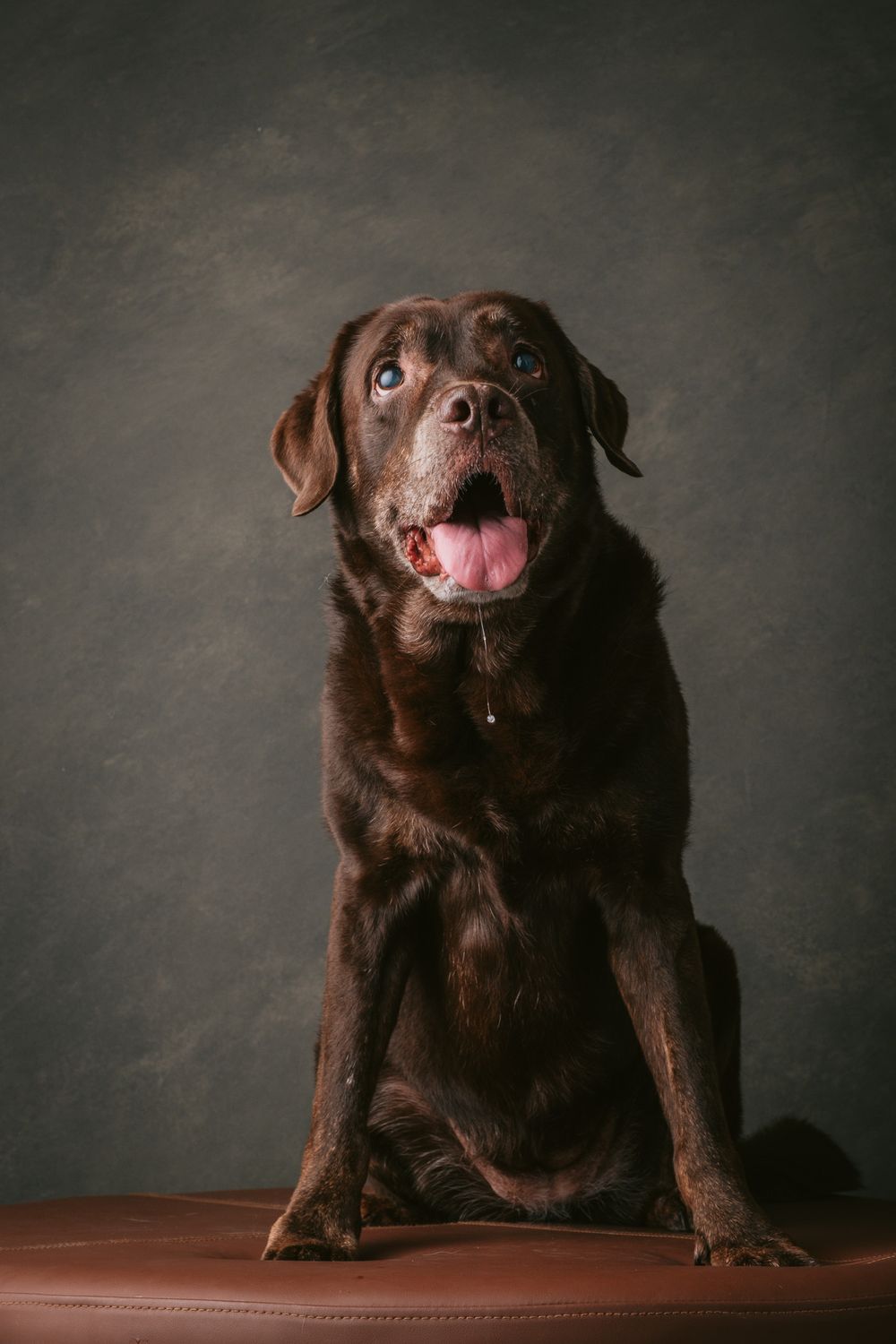 Dogs portrait by Furtographed