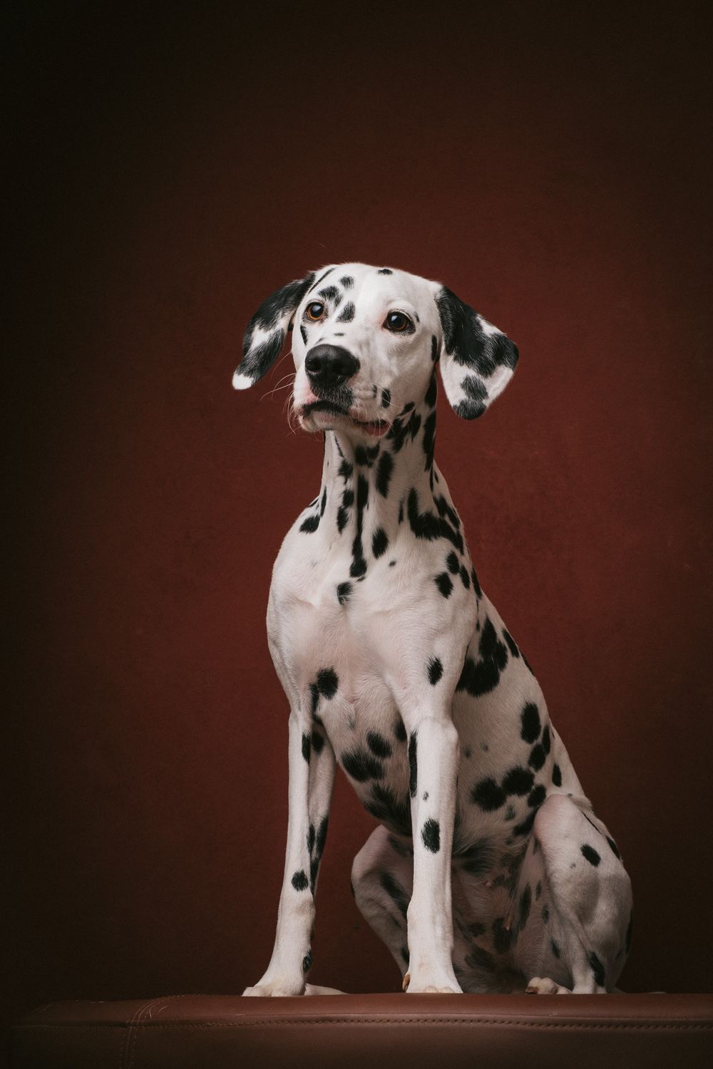 Dogs portrait by Furtographed