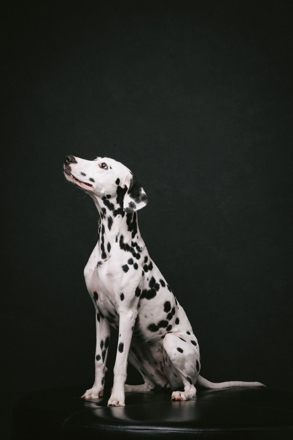 Dogs portrait by Furtographed