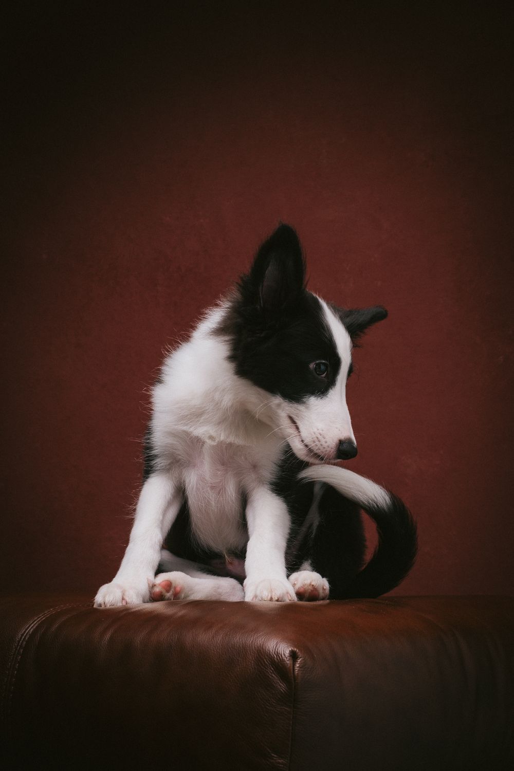 Dogs portrait by Furtographed