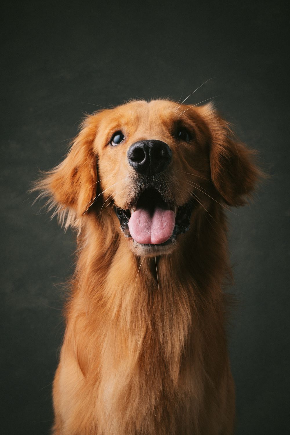 Dogs portrait by Furtographed