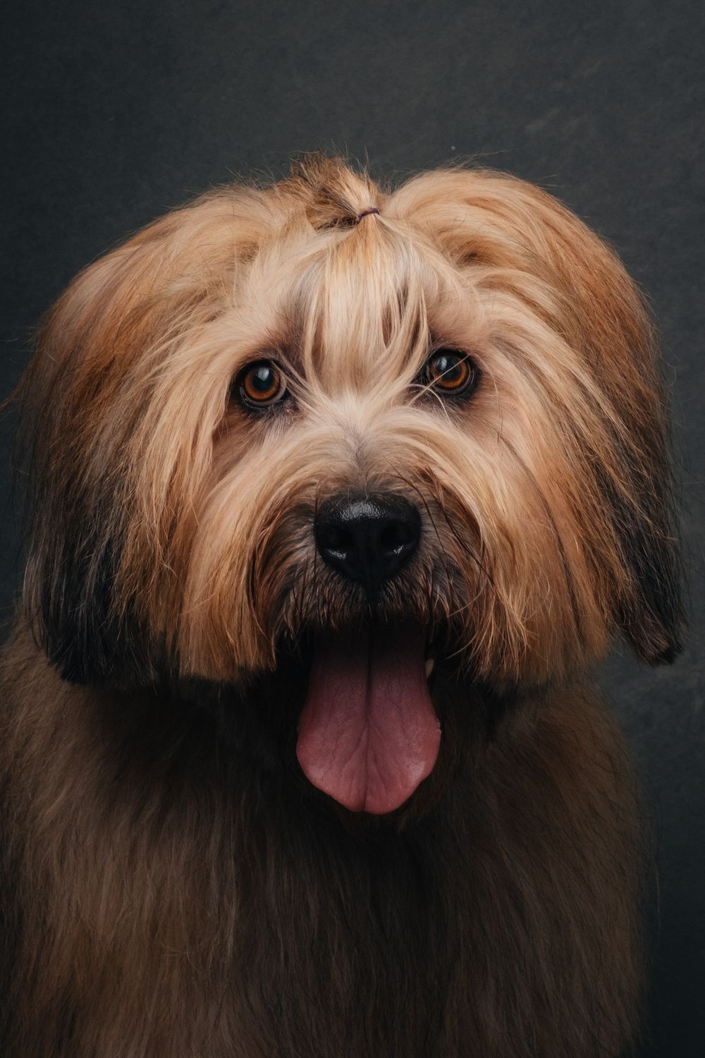 Dogs portrait by Furtographed