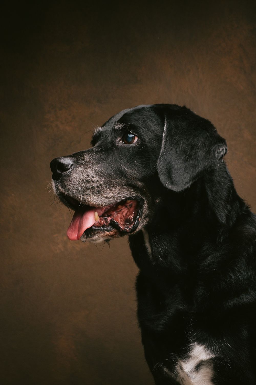 Dogs portrait by Furtographed