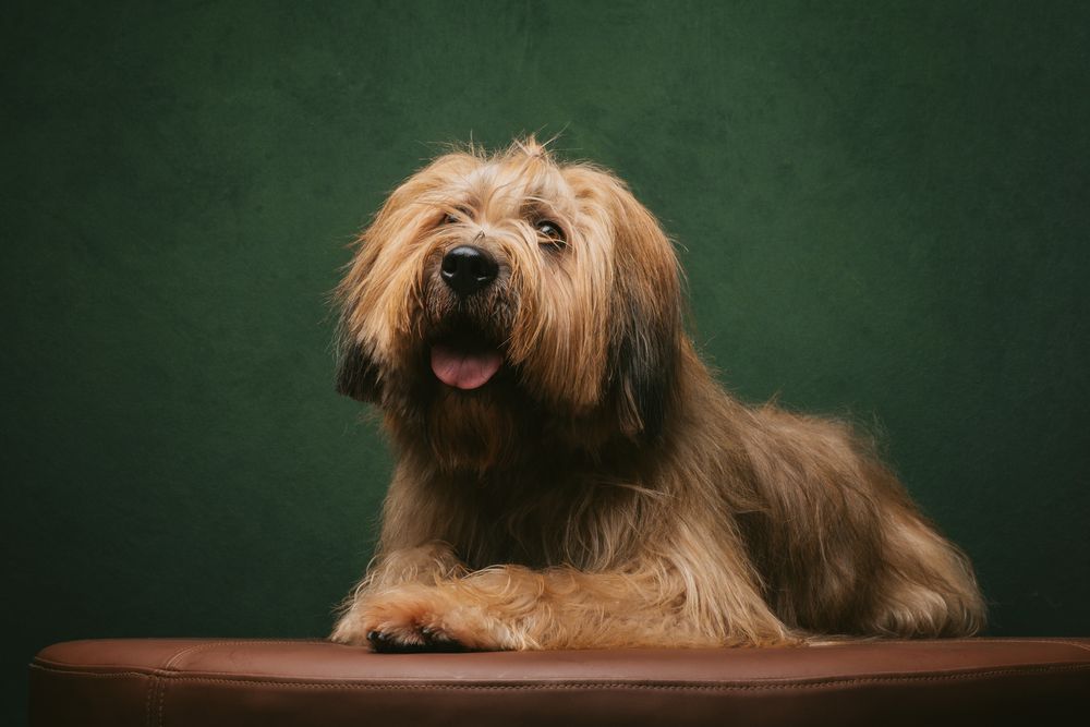 Dogs portrait by Furtographed