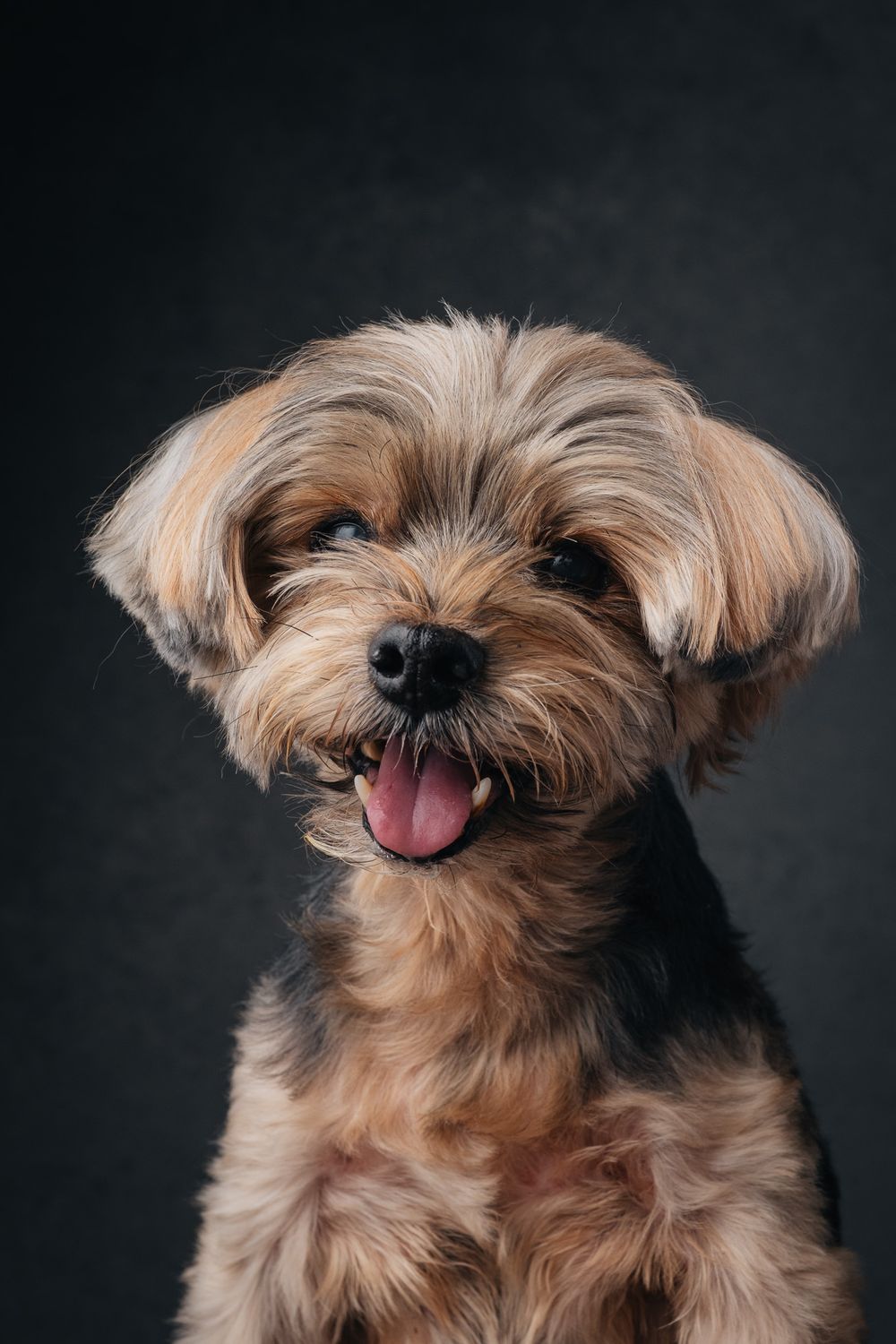 Dogs portrait by Furtographed