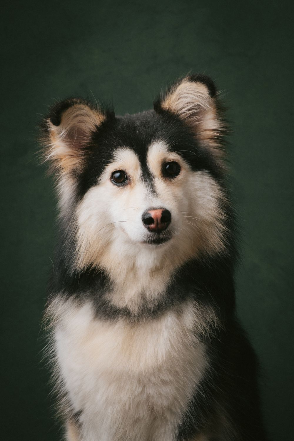 Dogs portrait by Furtographed
