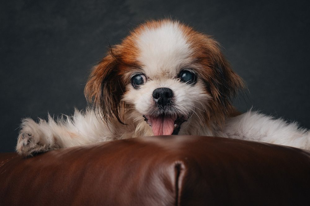 Dogs portrait by Furtographed