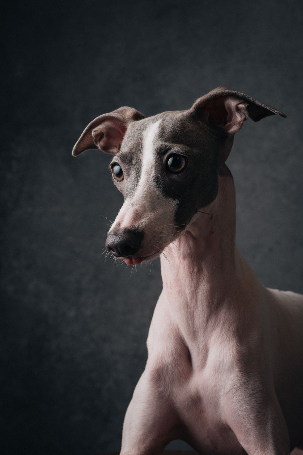 Dogs portrait by Furtographed