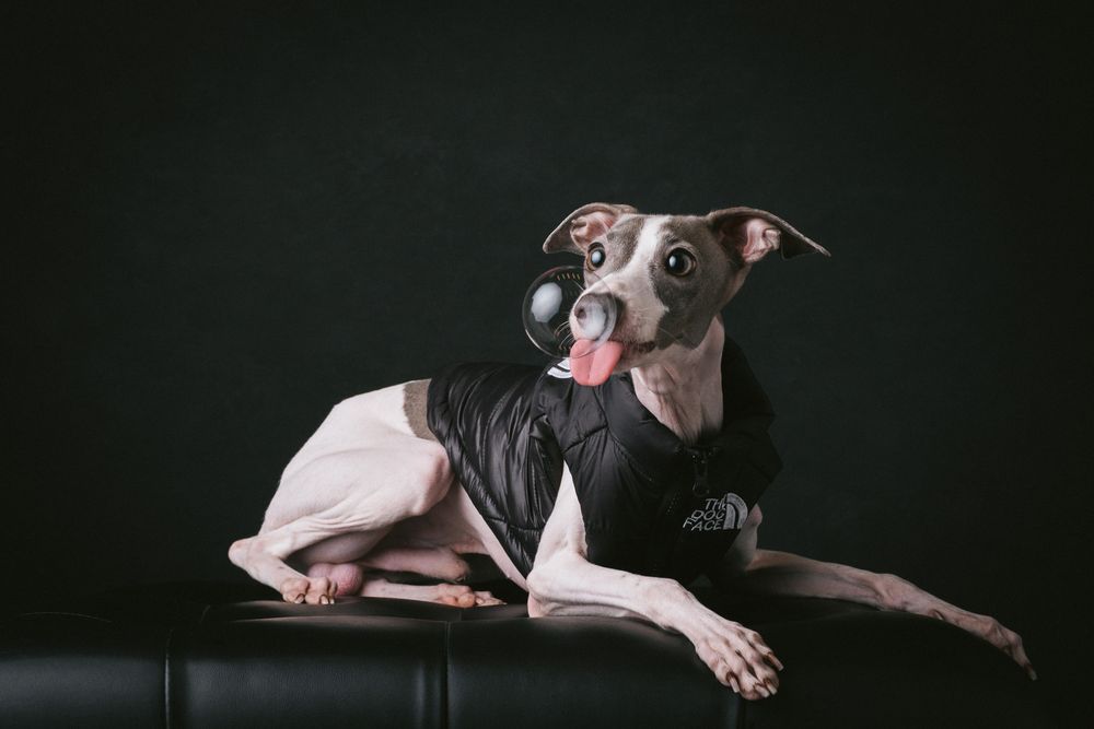 Dogs portrait by Furtographed
