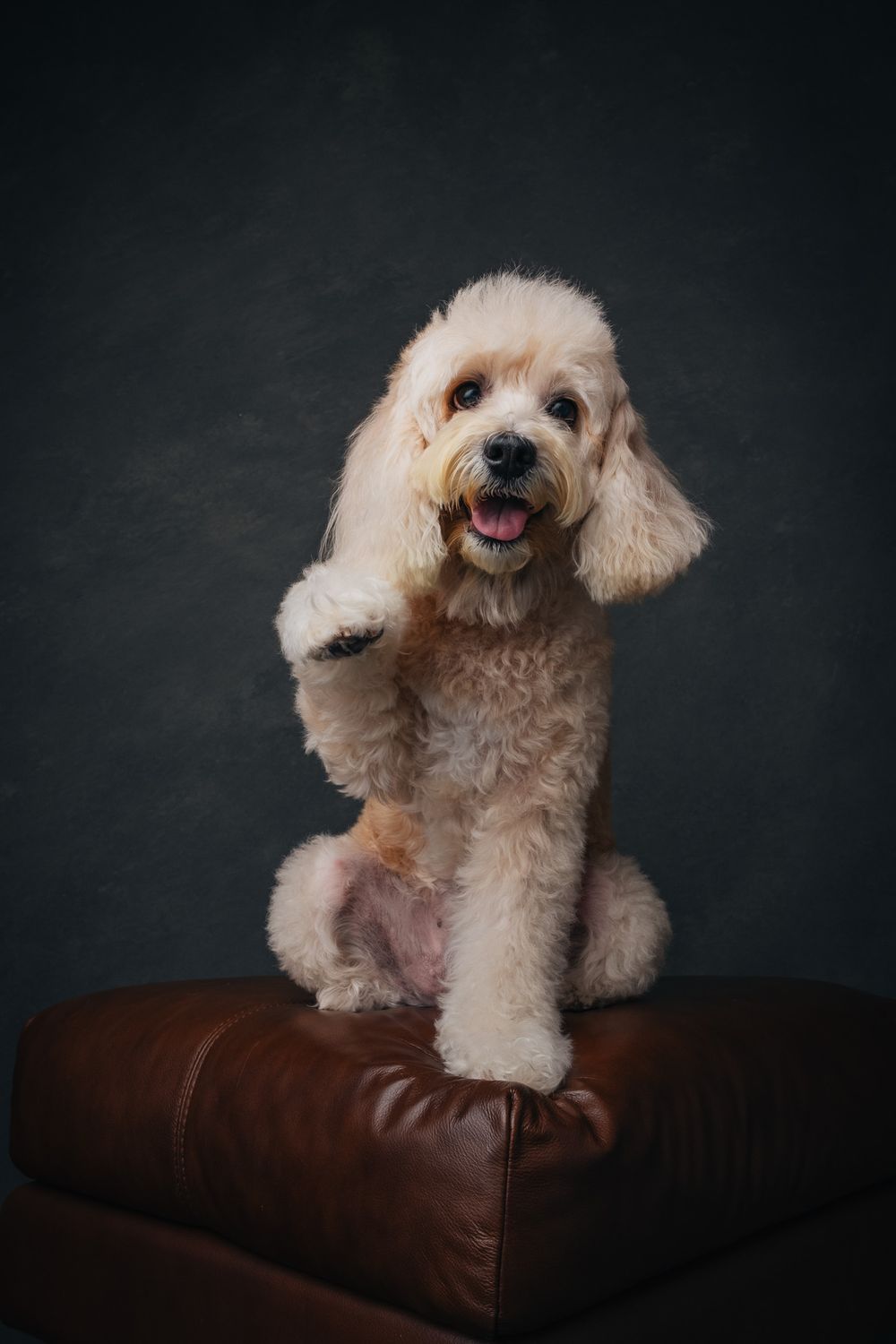 Dogs portrait by Furtographed