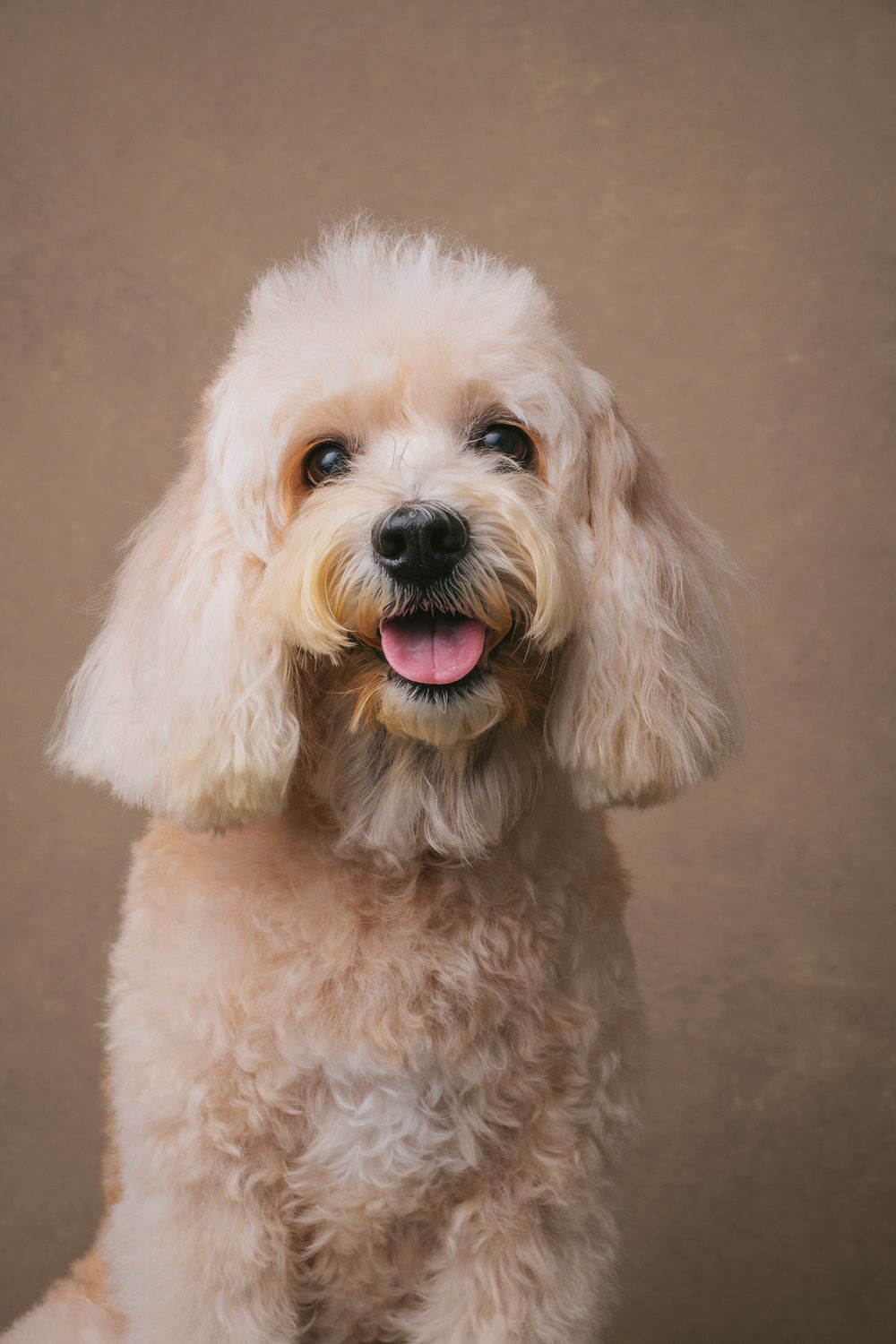 Dogs portrait by Furtographed