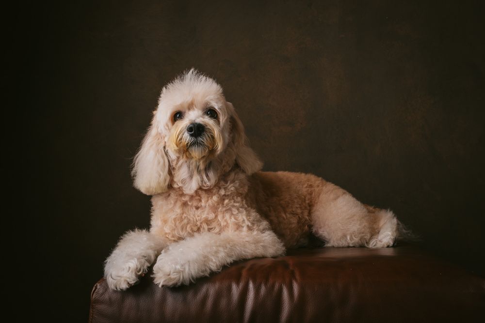 Dogs portrait by Furtographed
