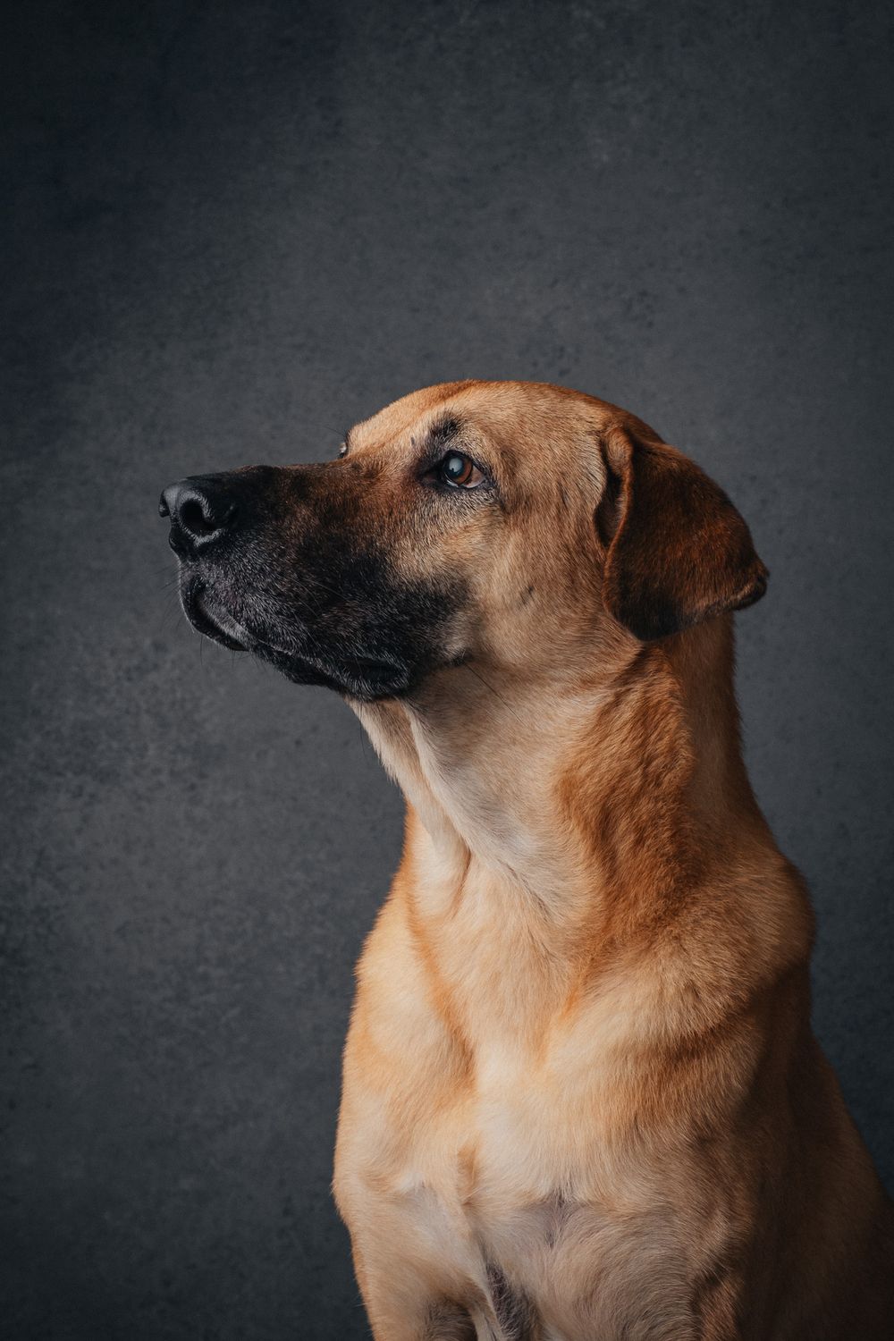 Dogs portrait by Furtographed