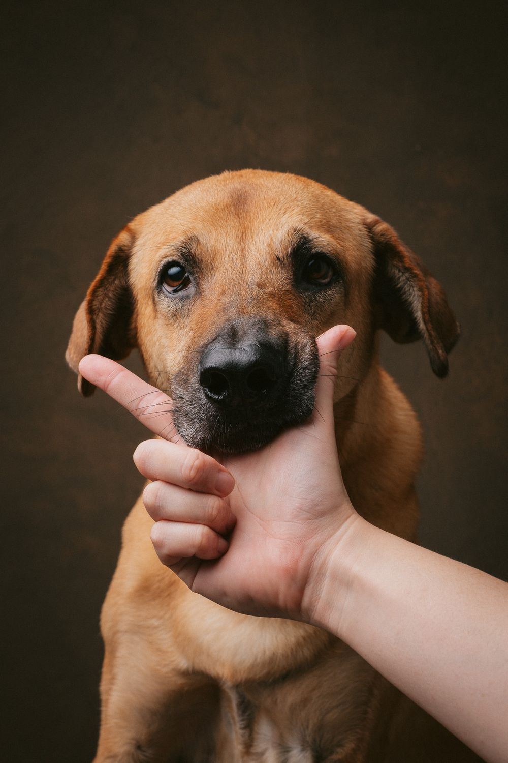 Dogs portrait by Furtographed