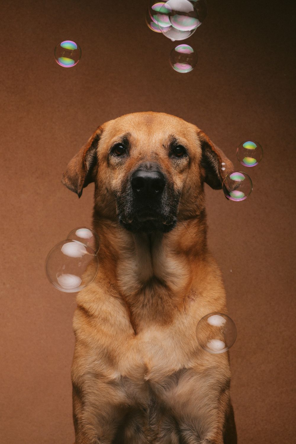 Dogs portrait by Furtographed