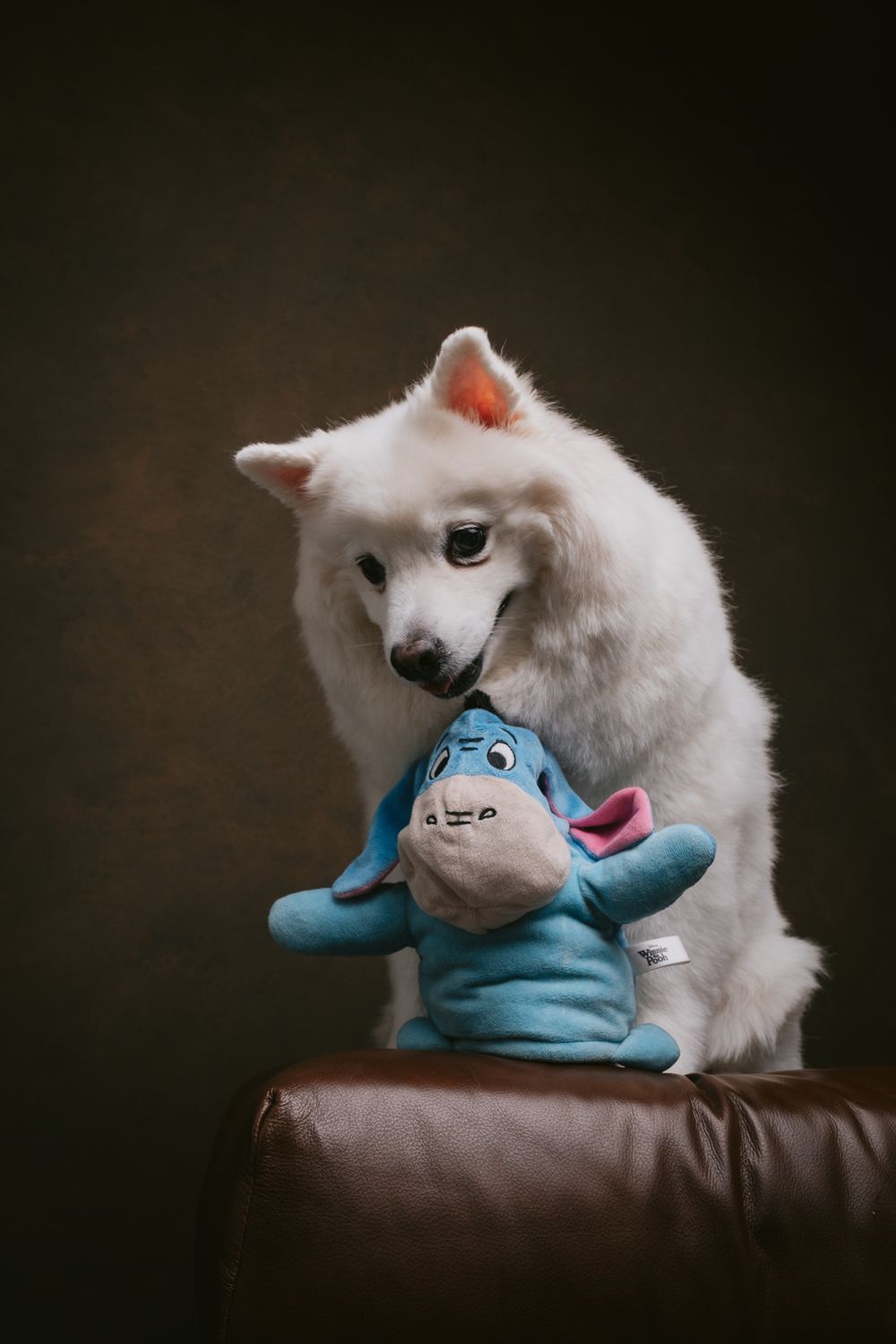 Dogs portrait by Furtographed