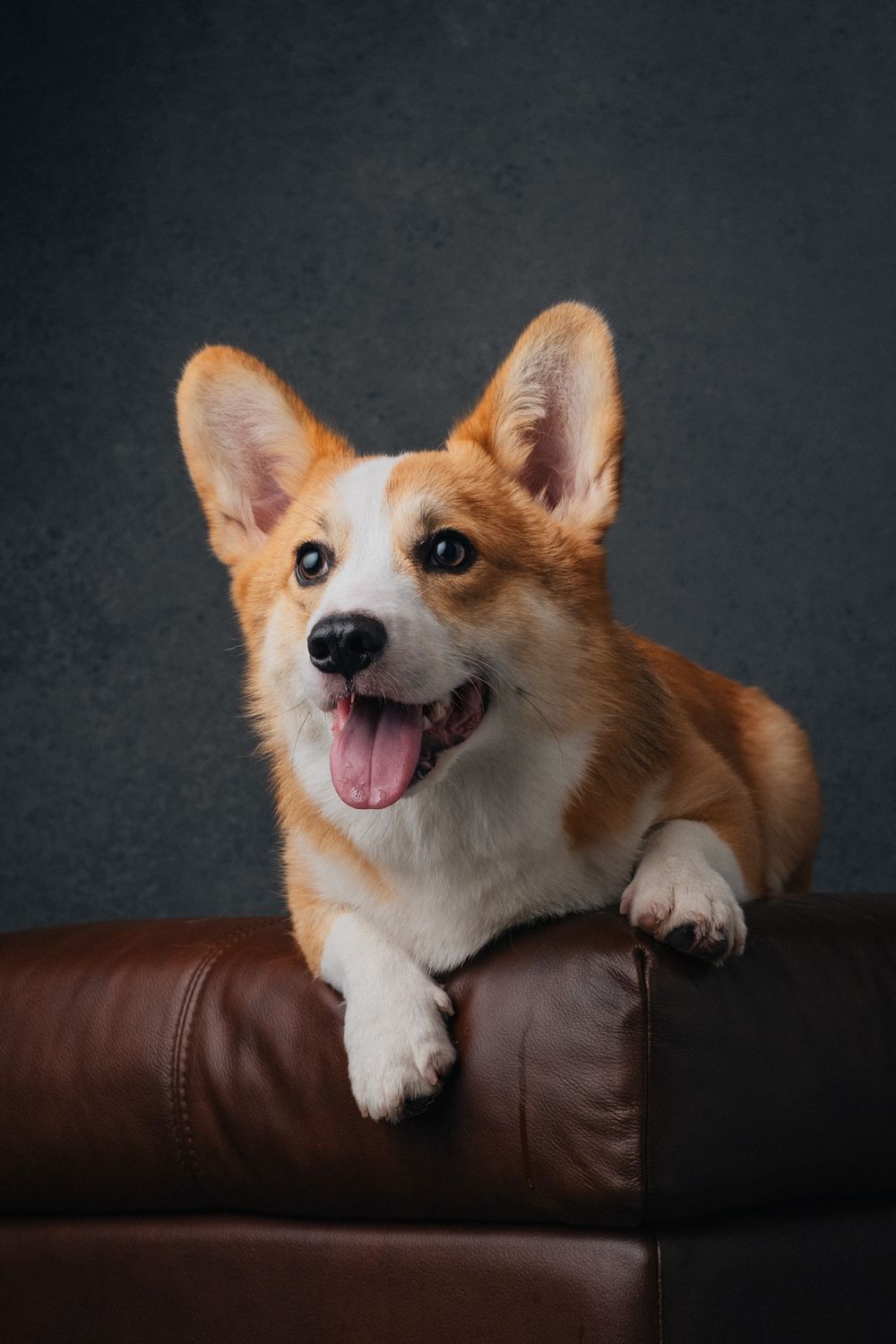 Dogs portrait by Furtographed