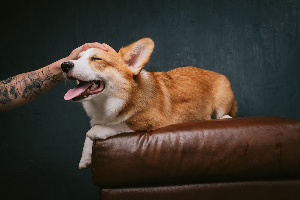 Dogs portrait by Furtographed