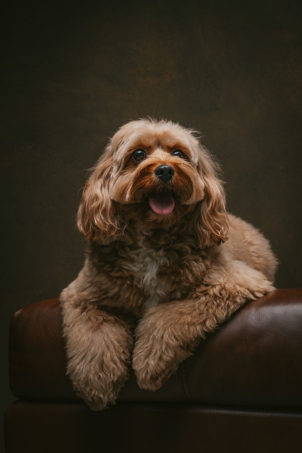 Dogs portrait by Furtographed