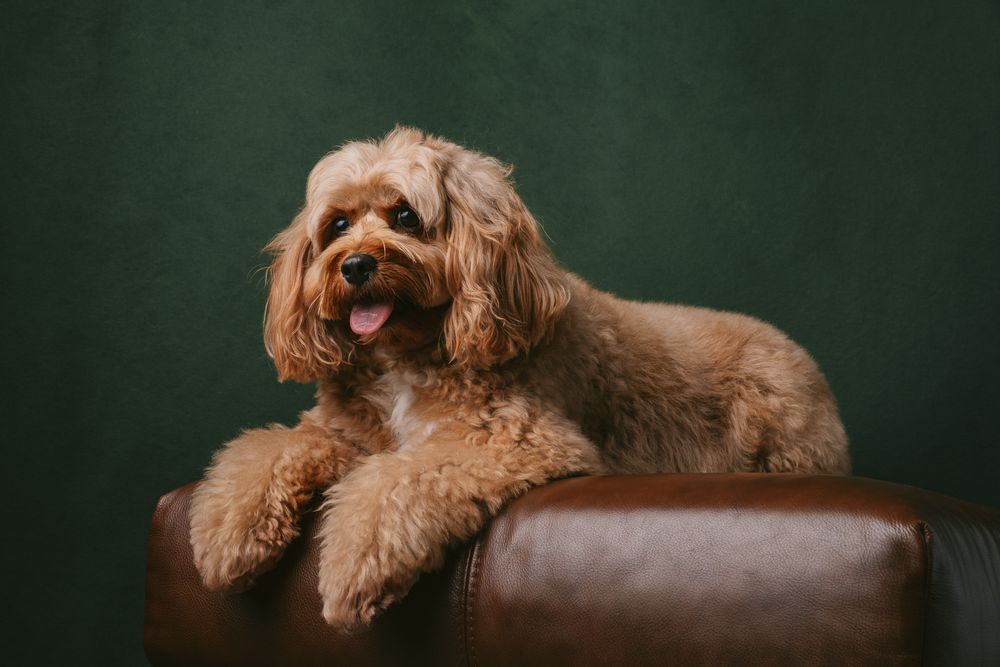 Dogs portrait by Furtographed