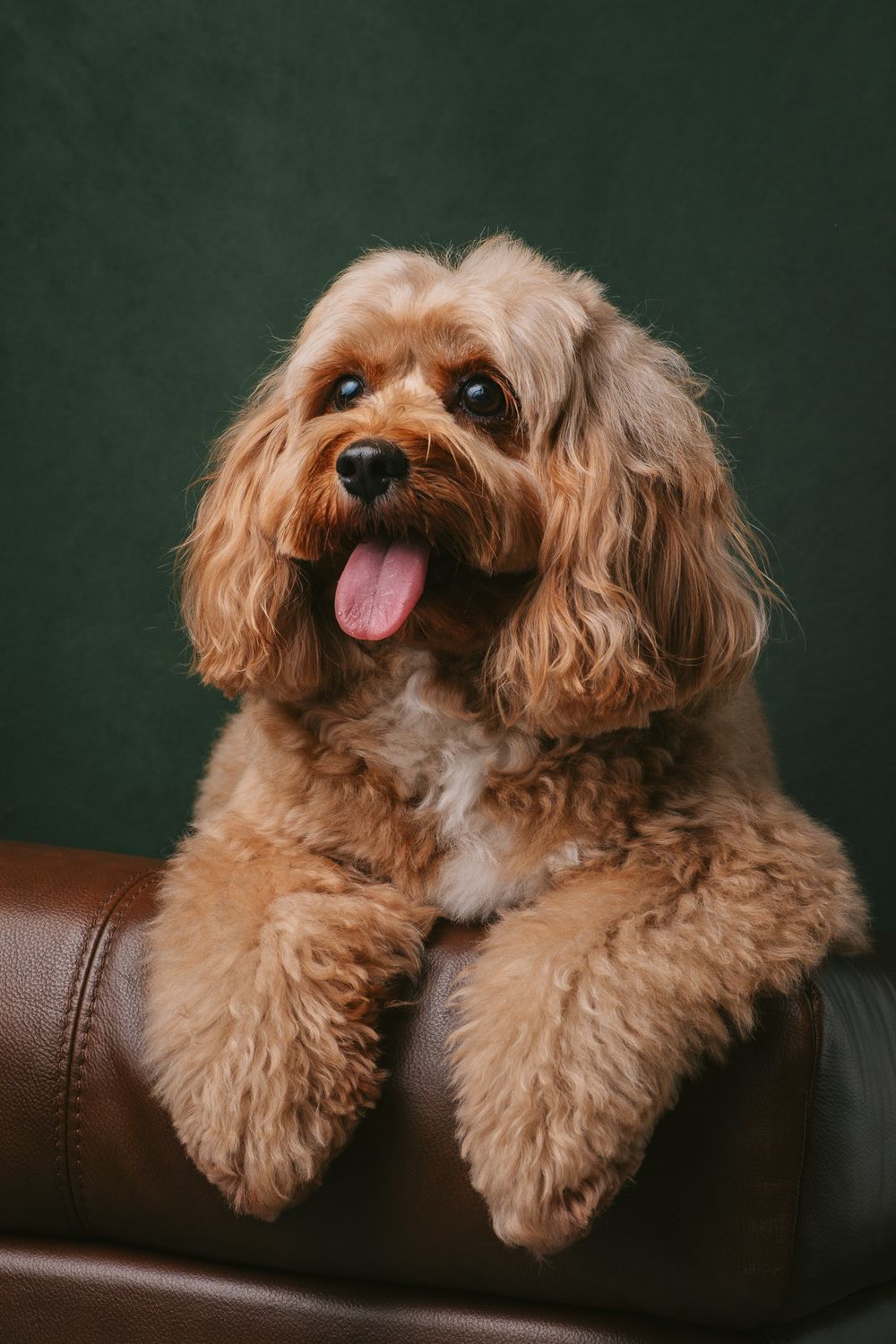Dogs portrait by Furtographed