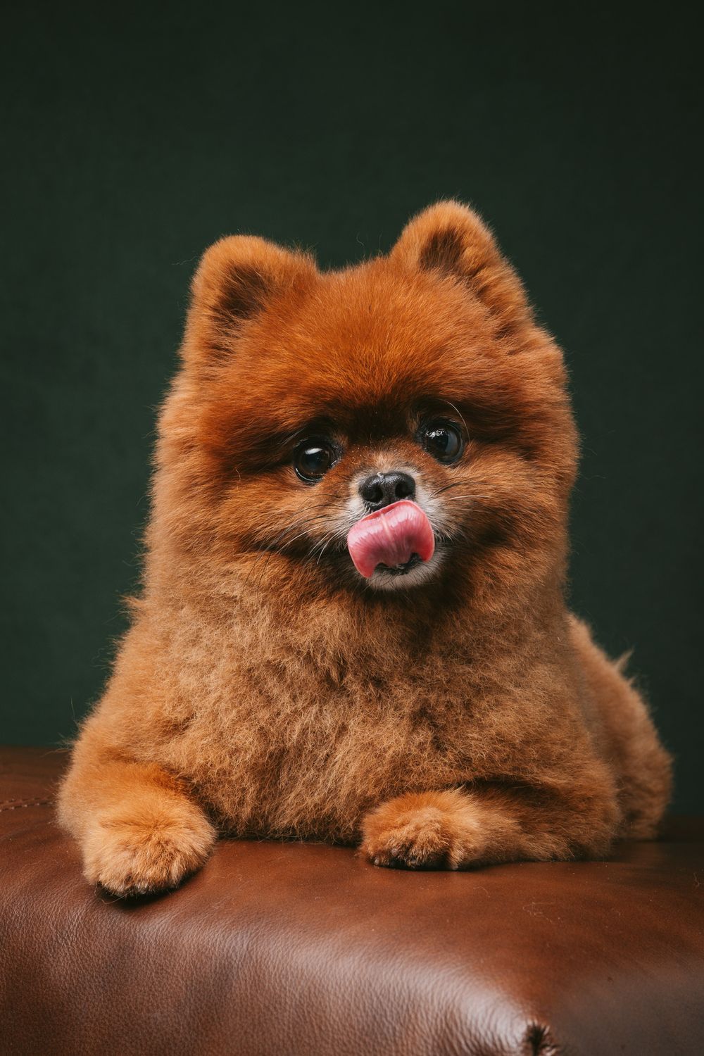 Dogs portrait by Furtographed