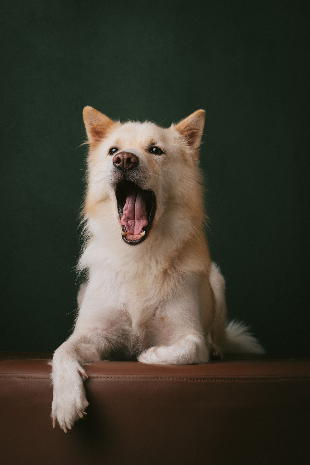 Dogs portrait by Furtographed