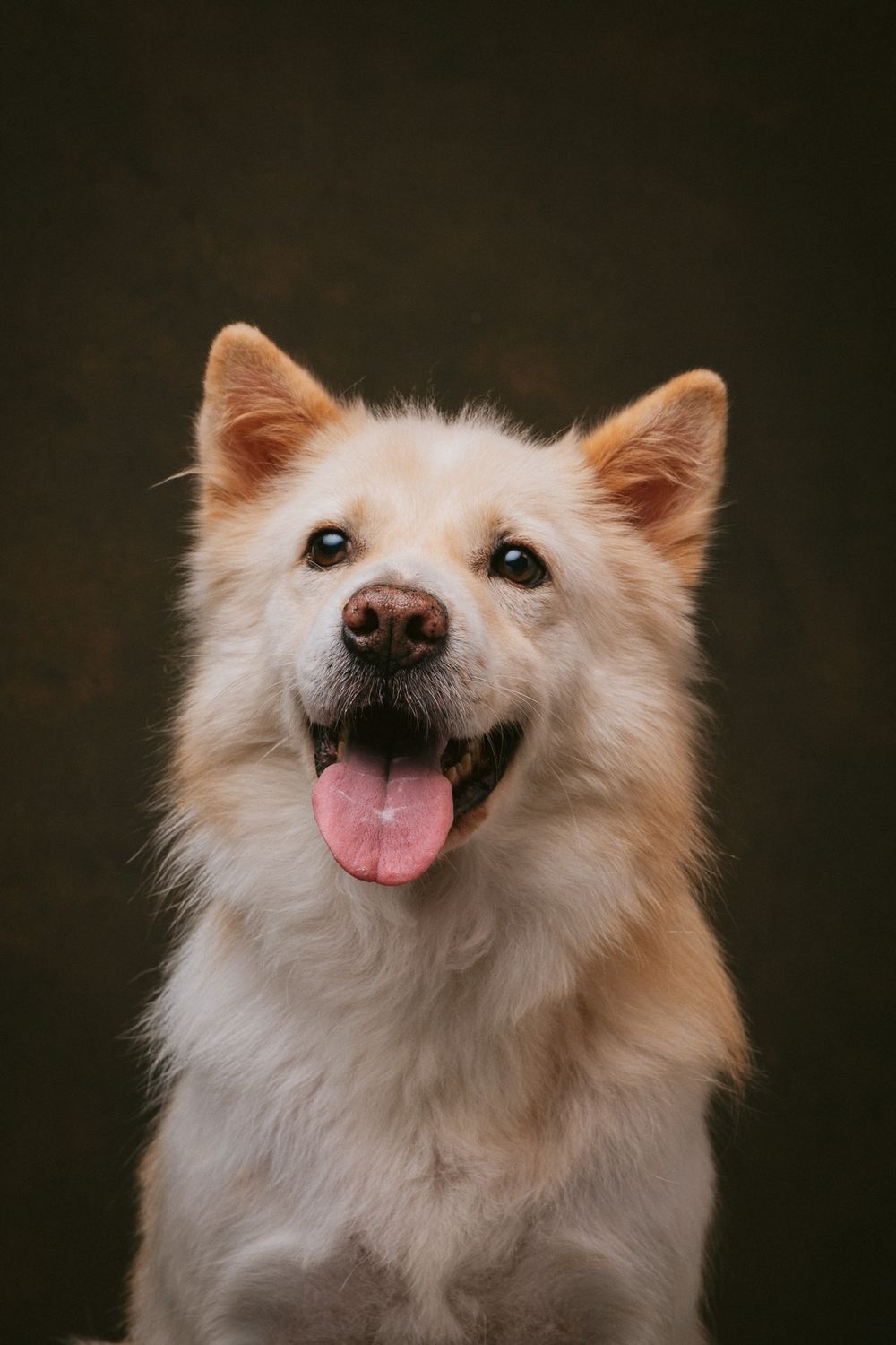Dogs portrait by Furtographed