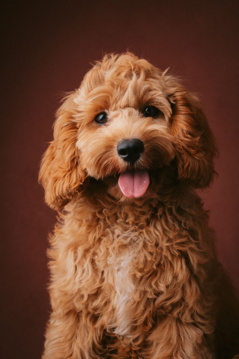 Dogs portrait by Furtographed
