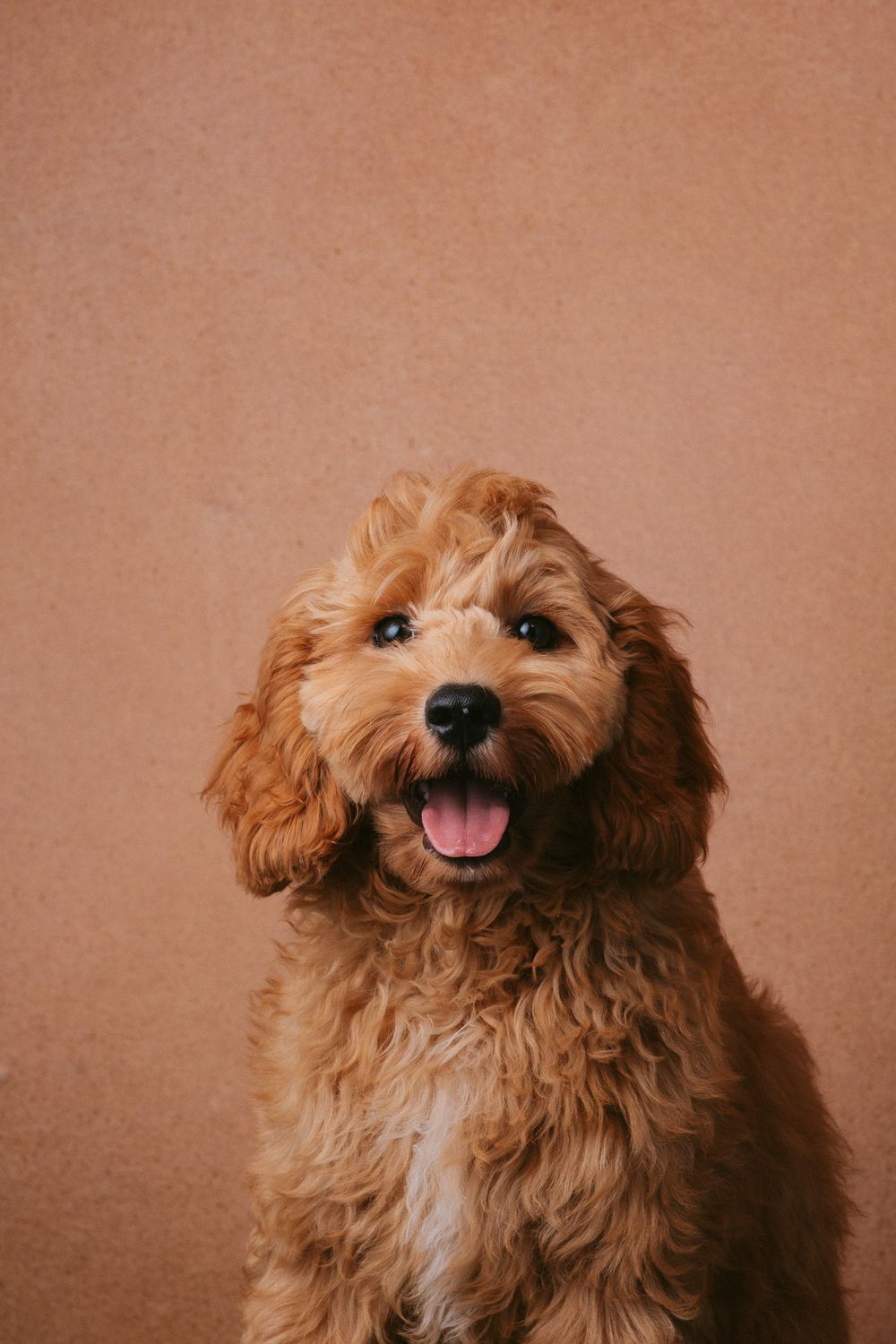 Dogs portrait by Furtographed