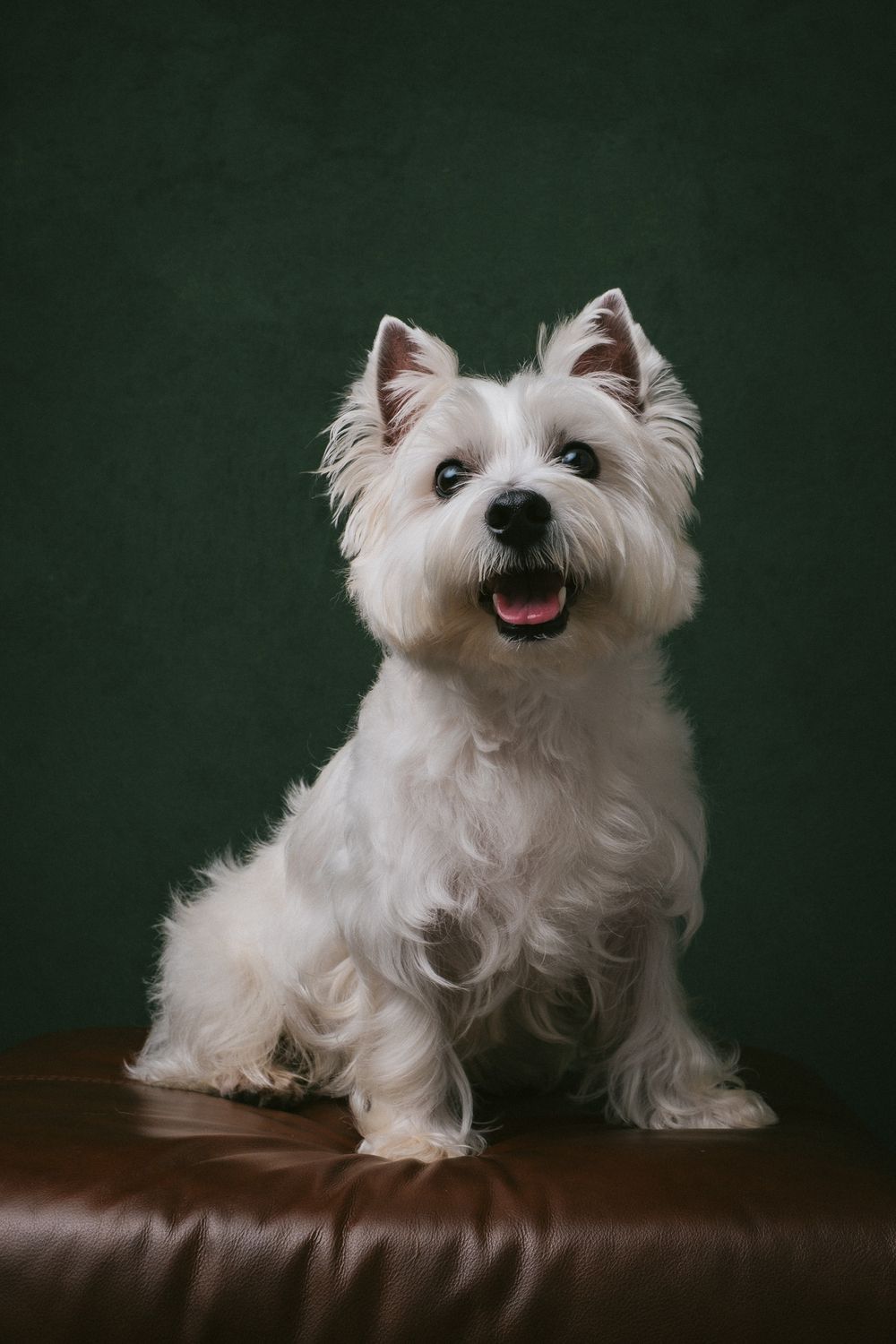 Dogs portrait by Furtographed