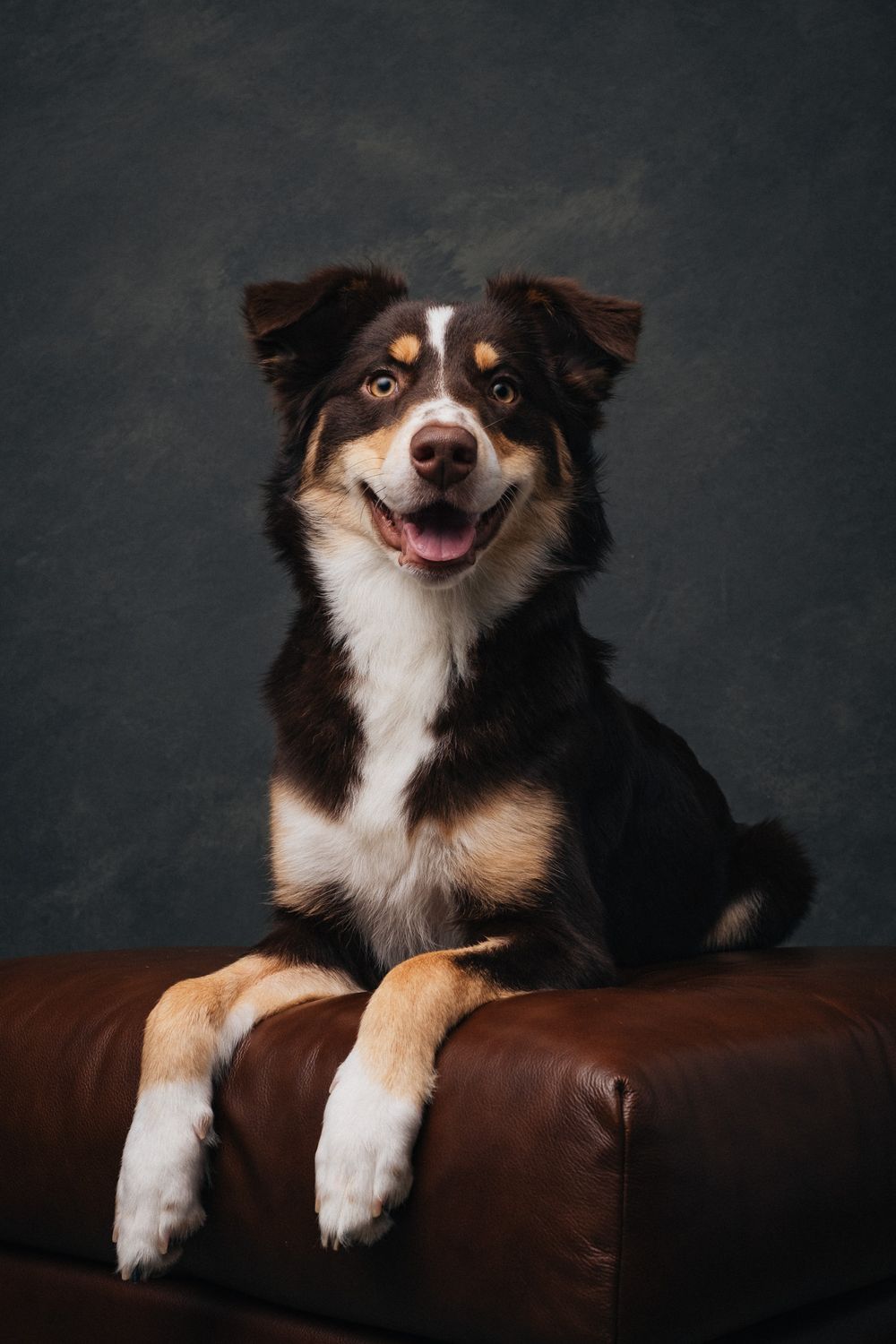 Dogs portrait by Furtographed