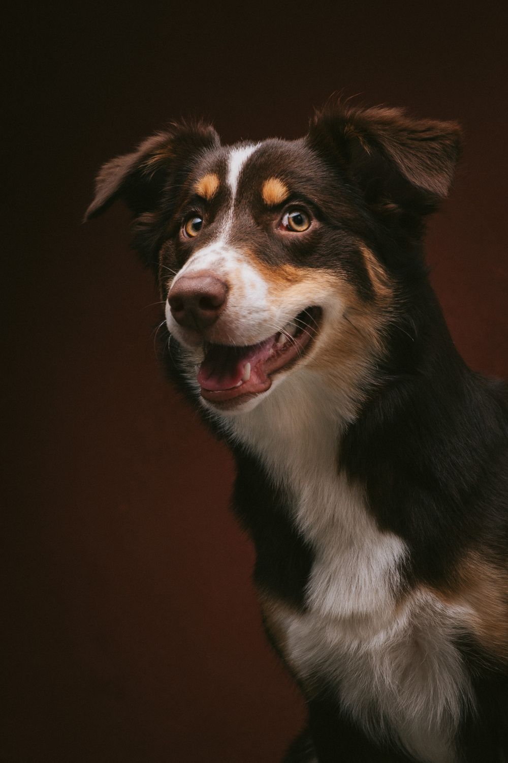 Dogs portrait by Furtographed