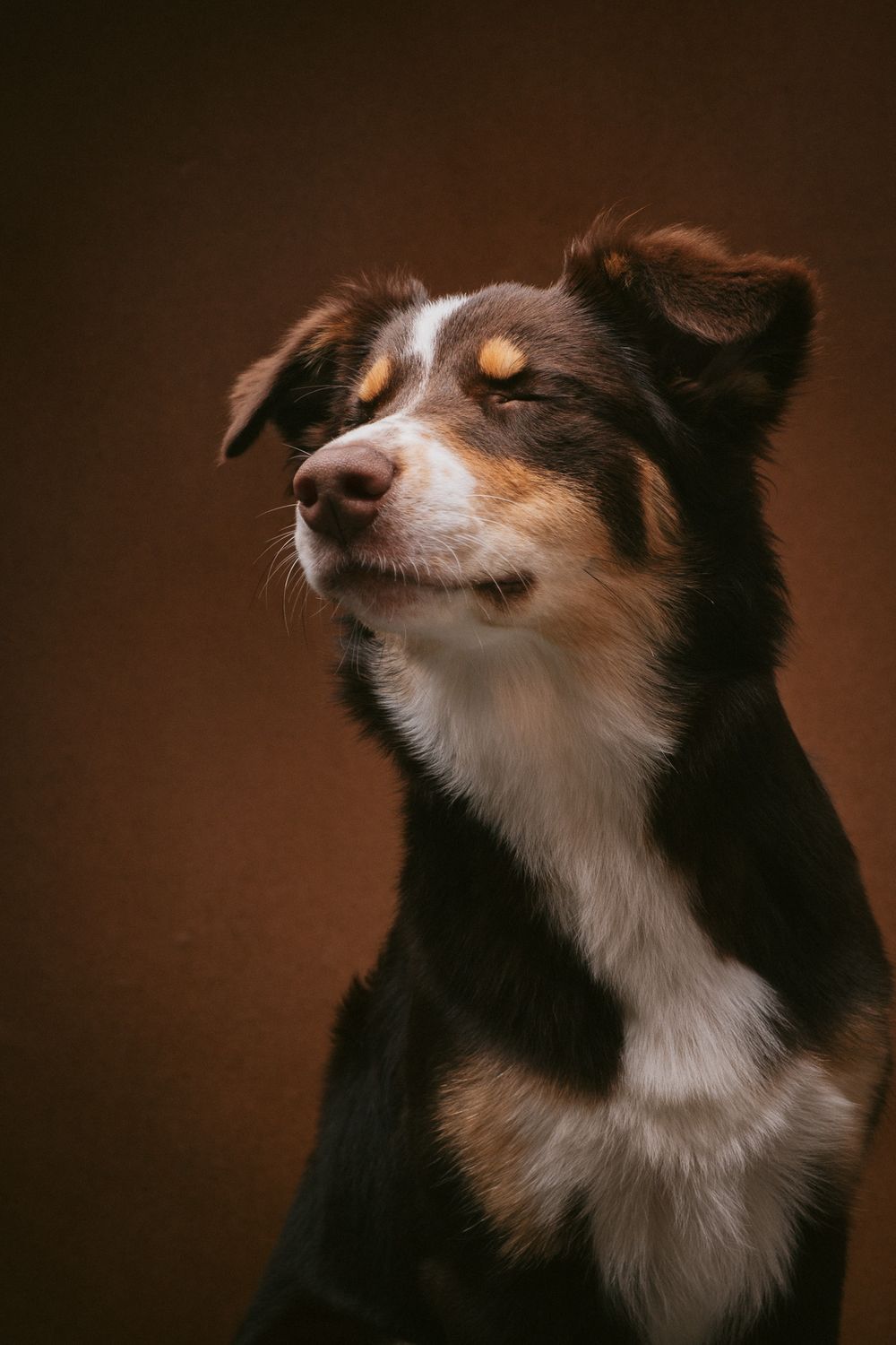 Dogs portrait by Furtographed