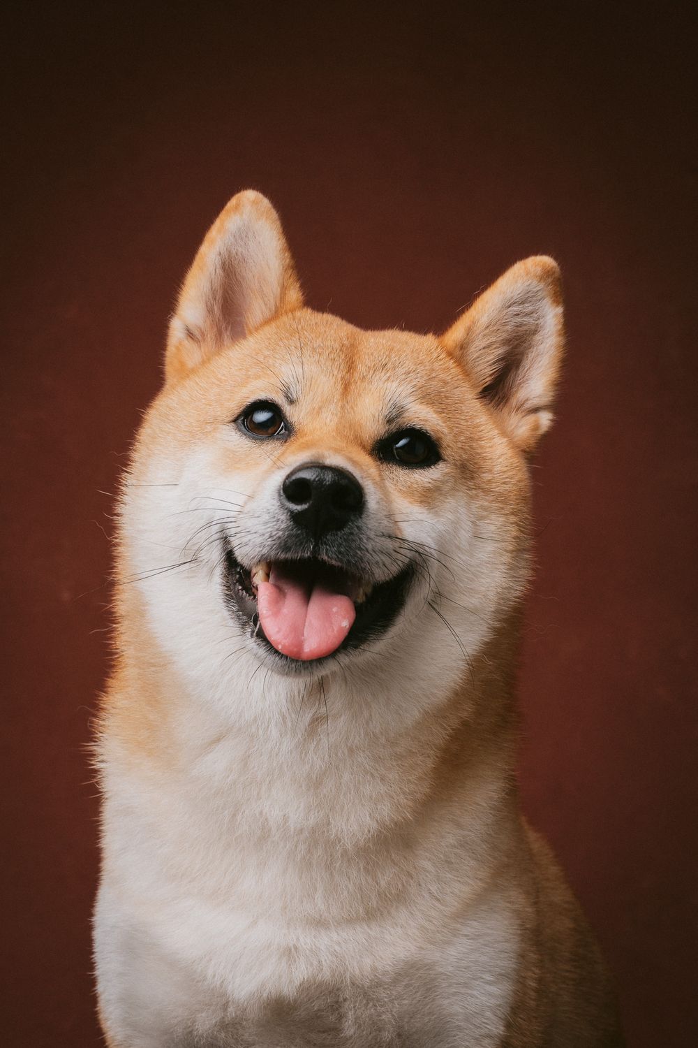 Dogs portrait by Furtographed