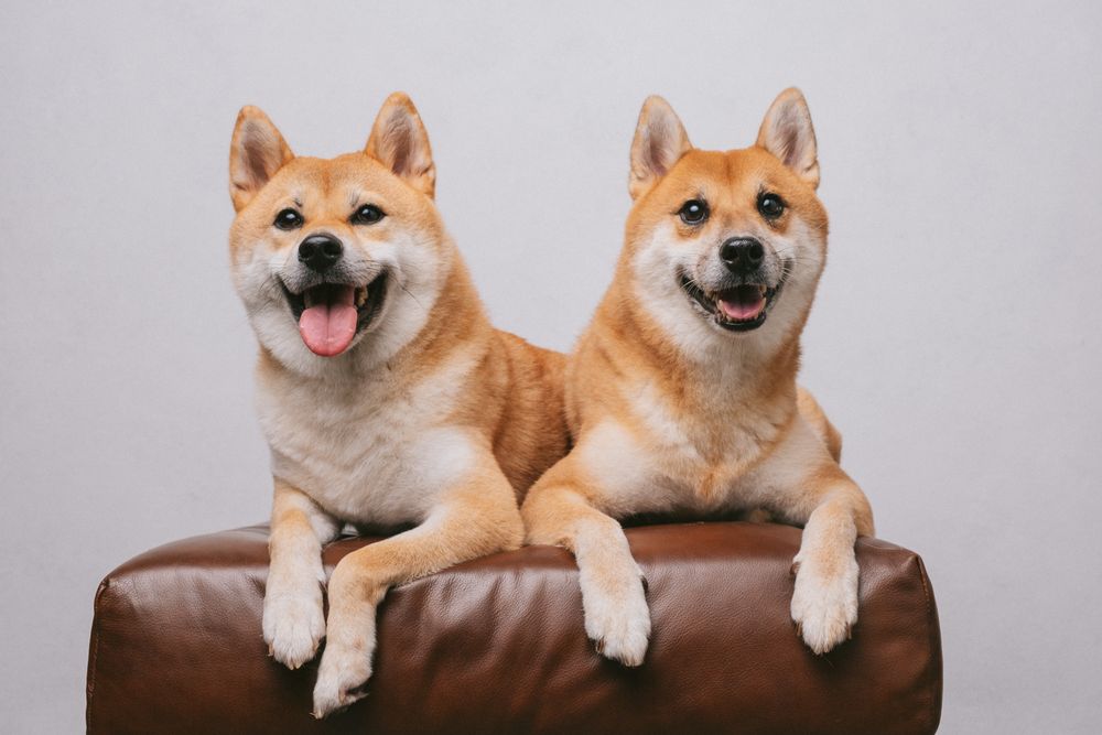 Dogs portrait by Furtographed