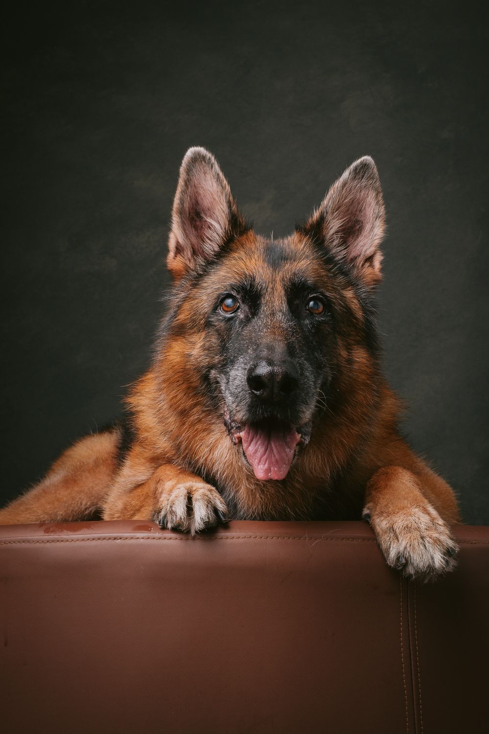 Dogs portrait by Furtographed