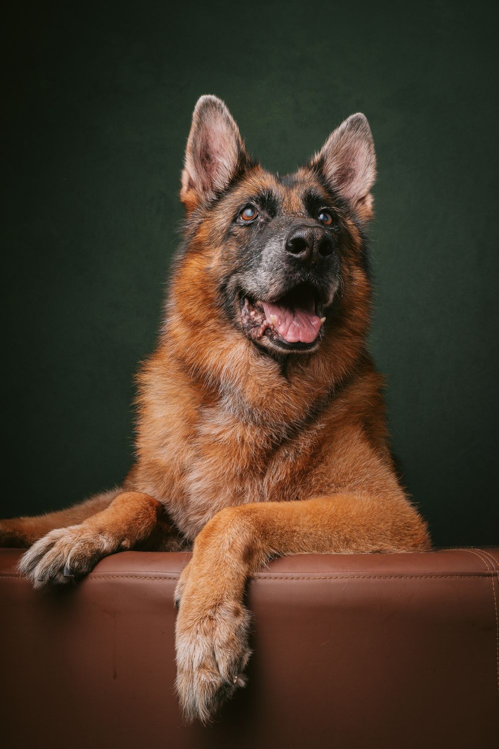 Dogs portrait by Furtographed
