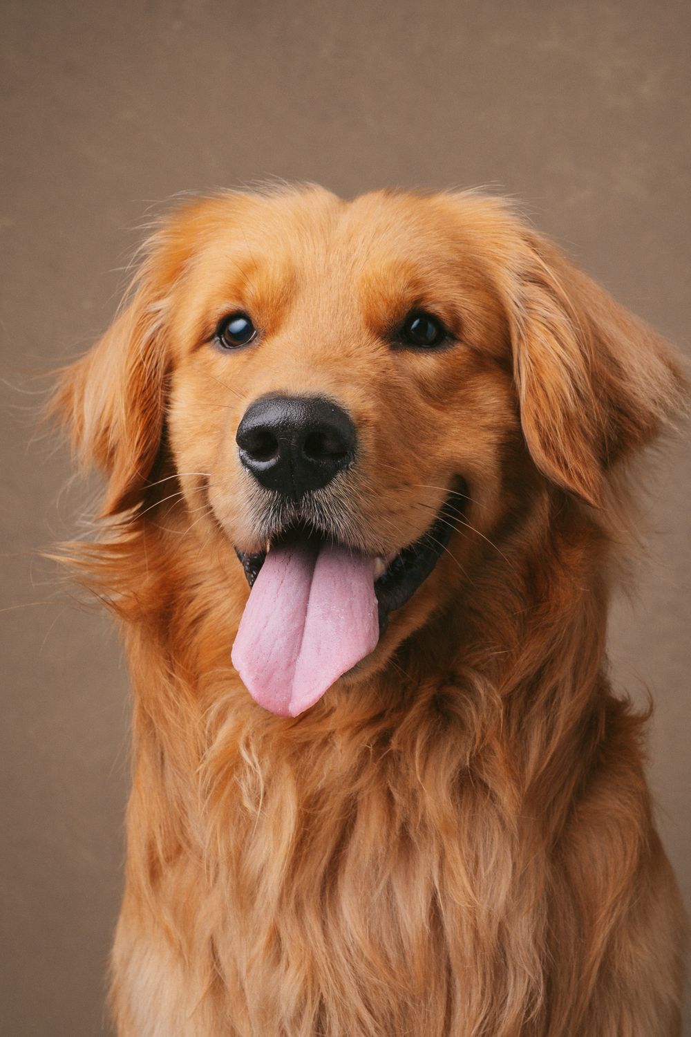 Dogs portrait by Furtographed