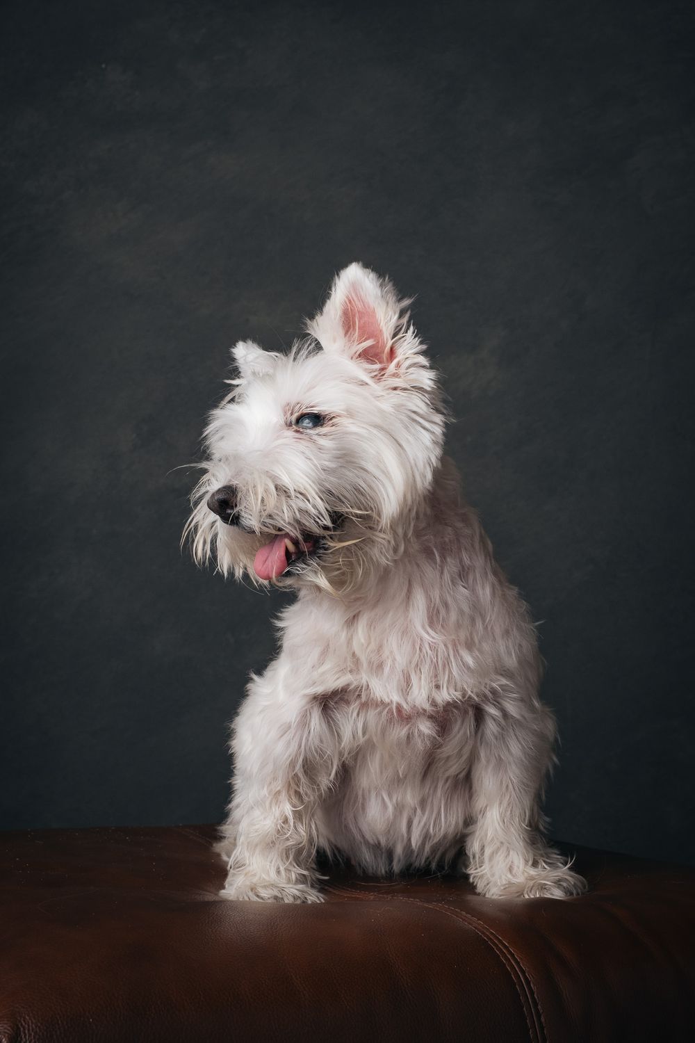 Dogs portrait by Furtographed