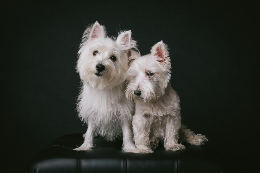Dogs portrait by Furtographed