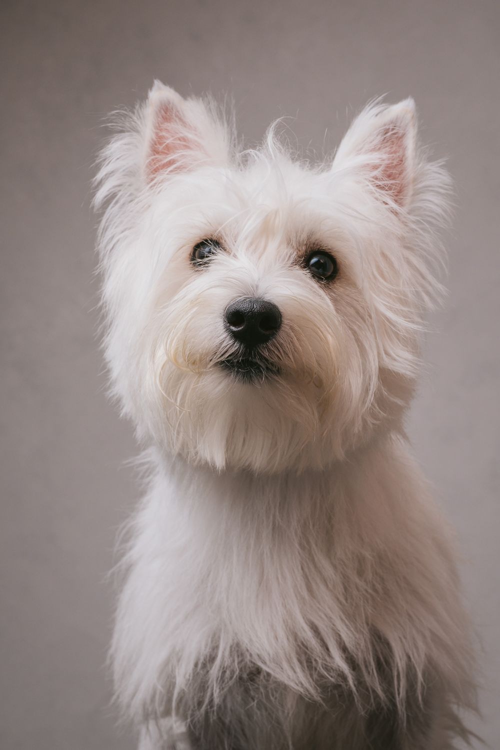 Dogs portrait by Furtographed