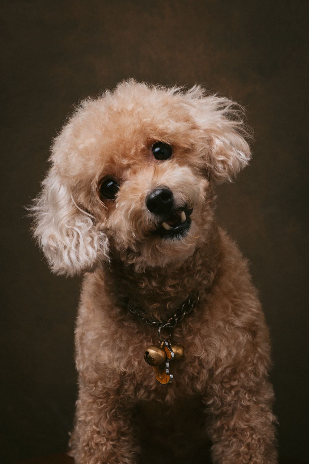 Dogs portrait by Furtographed