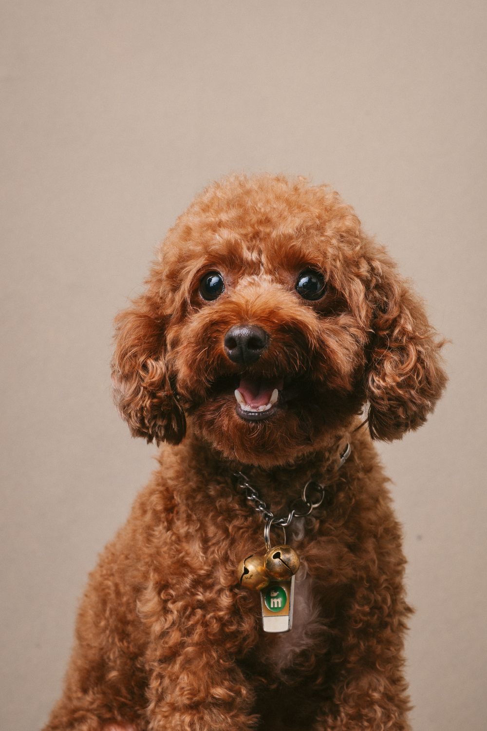 Dogs portrait by Furtographed