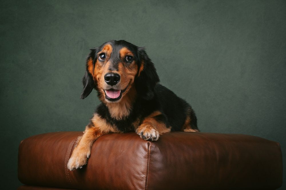 Dogs portrait by Furtographed