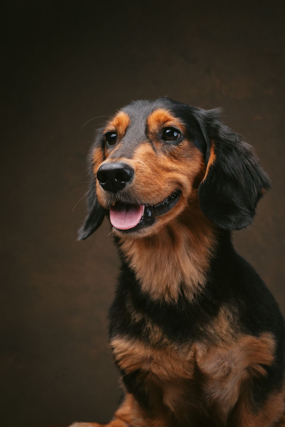 Dogs portrait by Furtographed