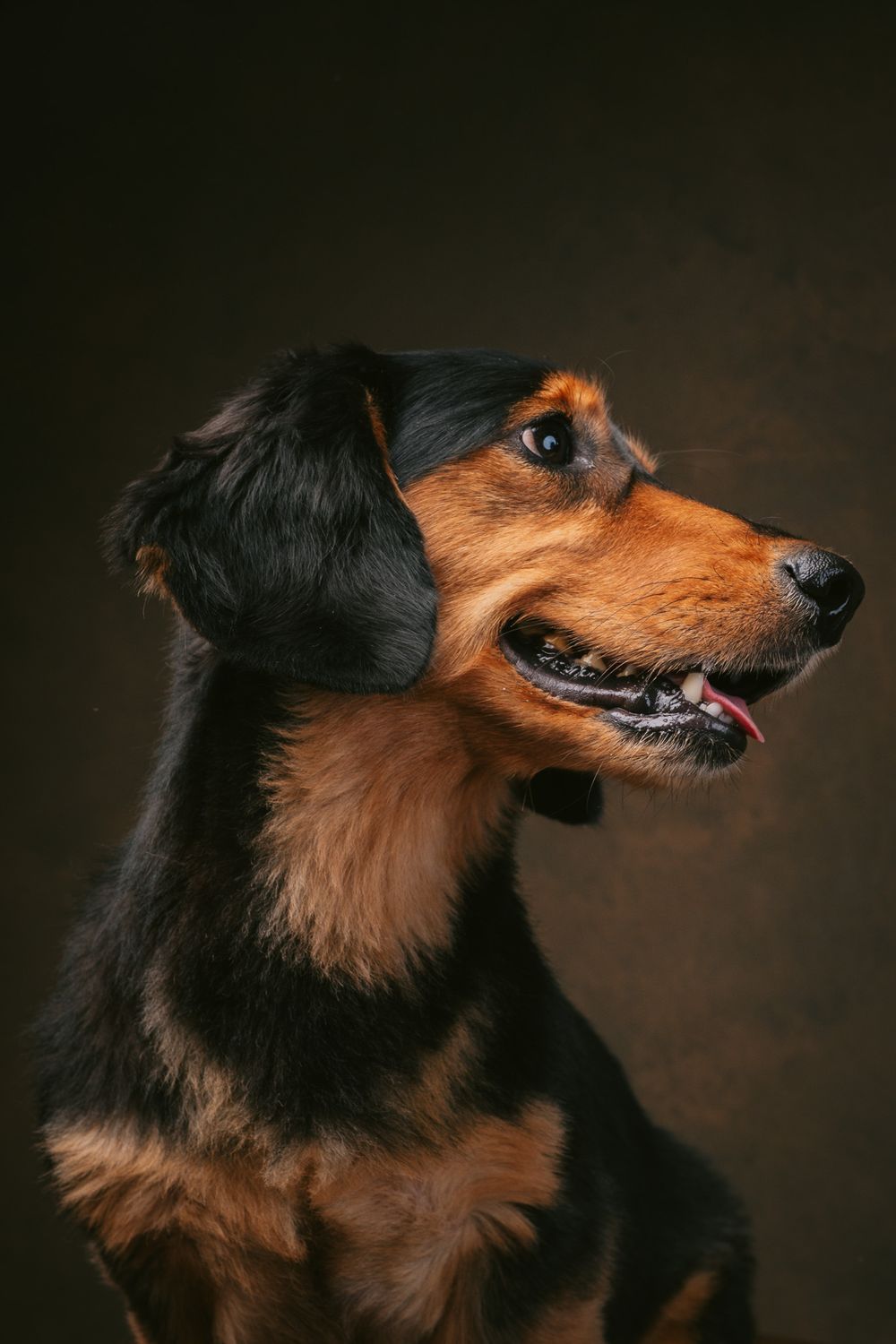 Dogs portrait by Furtographed