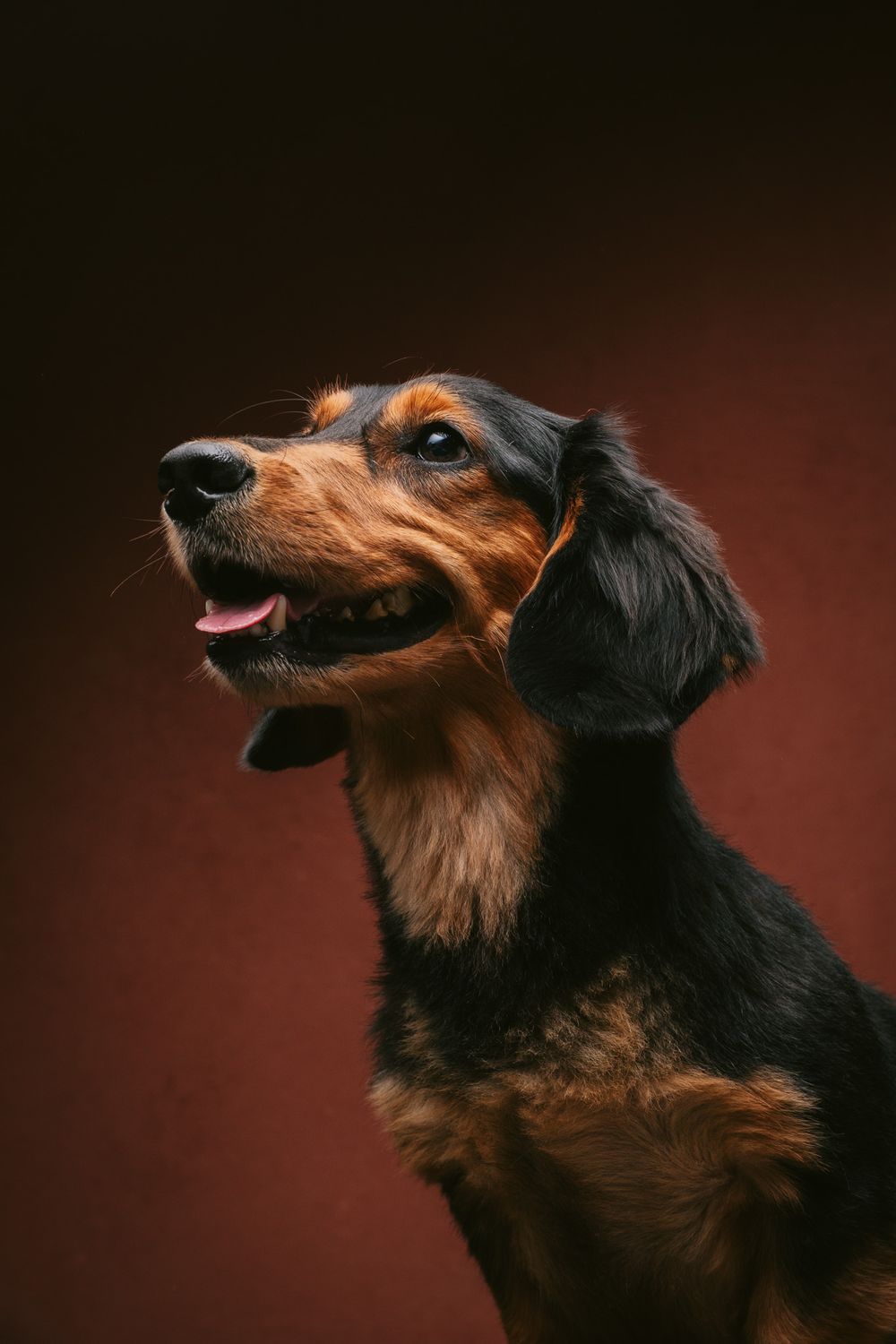 Dogs portrait by Furtographed